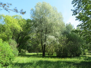 Fototapeta premium trees in the park