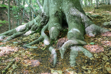 beech roots