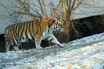 Fototapeta premium Amur tiger in winter scenery - Panthera tigris altaica