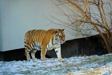 Amur tiger in winter scenery - Panthera tigris altaica - obrazy, fototapety, plakaty