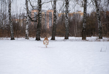 sheltie puppy runs through the snow in the park