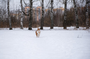 sheltie puppy runs through the snow in the park