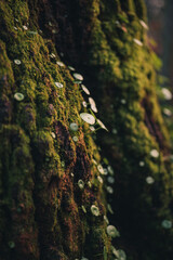 Mousse verte sur un arbre