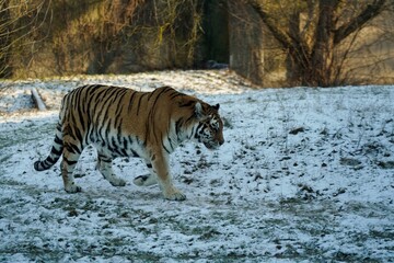 Fototapeta na wymiar Amur tiger in winter scenery - Panthera tigris altaica