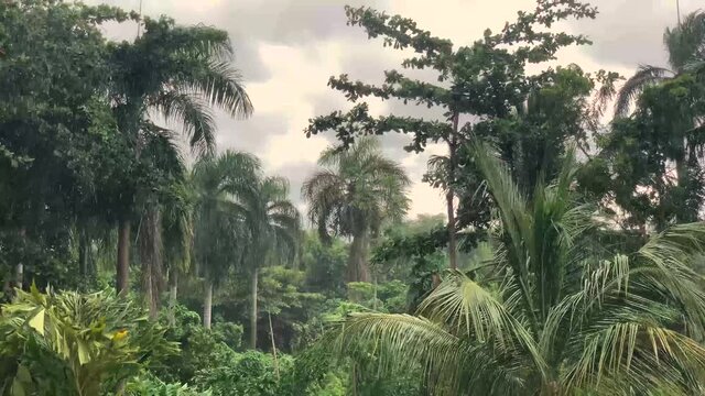Tropical showers (rain) in the Dominican Republic are frequent, but do not last long.  Punto Cana (Dominican Republic).