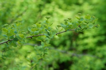 Full-color horizontal photo. The branch of the shrub is gaining color in spring. Green on a green background