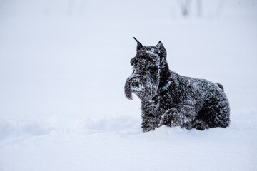 portrait of a black schnauzer in the snow in the park