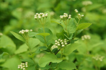 Full-color horizontal photo. The branch of the shrub is gaining color in spring. Green on a green background