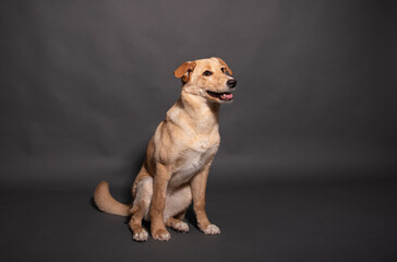 a stray dog in the studio on a gray background
