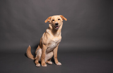 a stray dog in the studio on a gray background