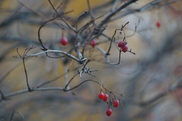 Full-color horizontal photo. Floral ornament of branches, leaves and fruits of garden shrubs. Late autumn in red and blue tones.