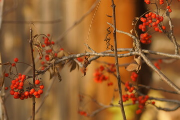 Full-color horizontal photo. Outdoor still life with clusters of ripe mountain ash. Against the background of a woody texture.
