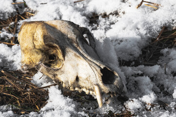 Animal skull in the snow. Skull with big teeth.