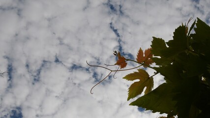 Grape tendrils and fresh leaves silhouettes with background of fluffy white clouds in blue sky. Vineyard in summertime. Grapevine growing