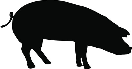 Pig silhouette. Domestic cattle. Vector illustration isolated on white.