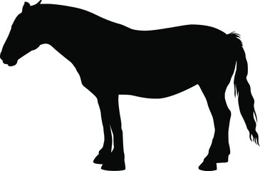 Obraz premium Horse silhouette. Domestic cattle. Vector illustration isolated on white.
