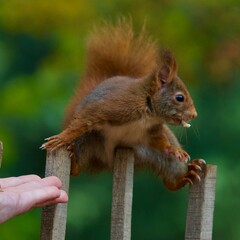 Obraz premium Cute squirrel standing on a wooden fence in a fun position next to a hand feeding him in the 