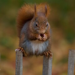 Fototapeta premium Cute squirrel eating a nut and standing on a wooden fence in a fun position in the 