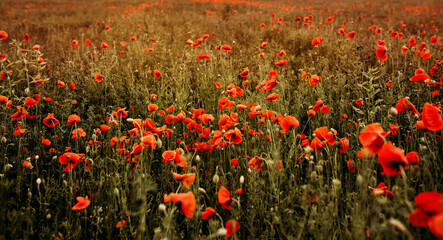 field of poppies