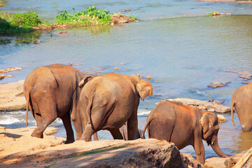Elephant on Sri Lanka