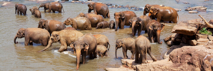 Elephant on Sri Lanka