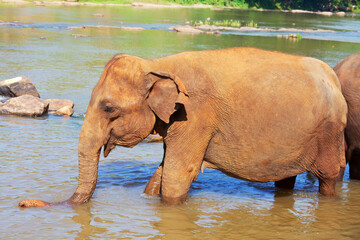 Elephant on Sri Lanka