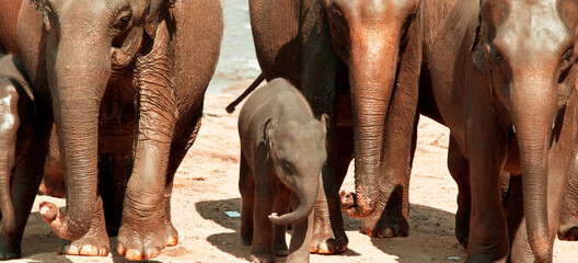 Elephant on Sri Lanka