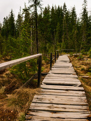 old broken boardwalk in the forest