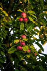 Ripe Red Apples on Hovering on Tree Branch.