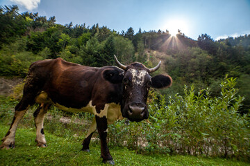 Funny Cow Looking at Camera