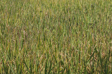 yellowing paddy in the fields to be ready for harvest