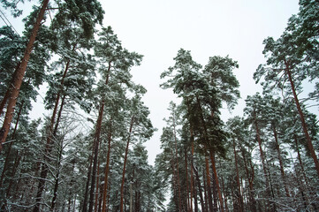 Winter forest of snow-covered pine trees close-up and copy space.,