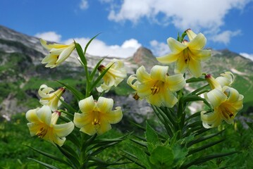 Obraz na płótnie Canvas Lily flowers on the background of mountains