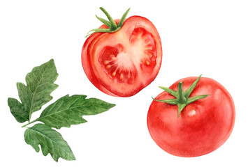 Plums watercolor illustration isolated on white background