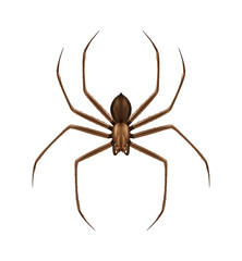 Spider Realistic Illustration