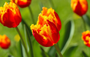 Obraz premium Group of terry red tulips with selective focus in the park. Spring landscape. Large format