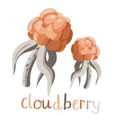 Fresh and tasty northern hand drawn cloudberry