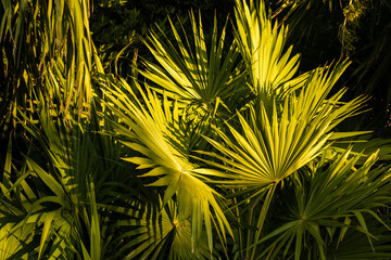 palm branches in the tropical jungle