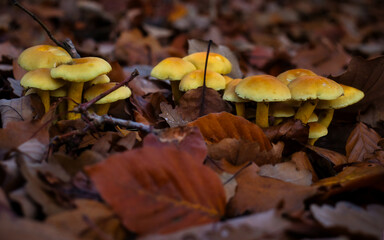 Group of small yellow mushrooms growing in the Palatinate forest of Germany.