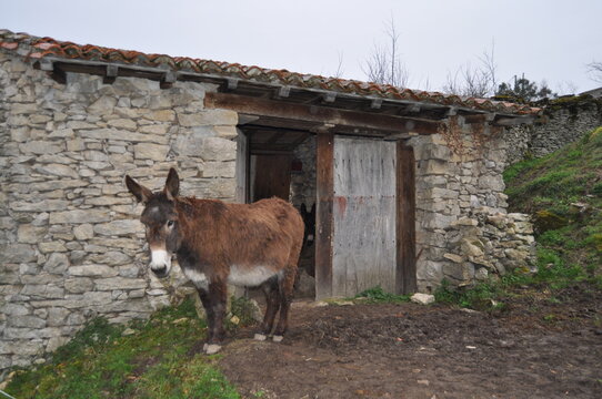 Burro  marr&oacute;n delante de establo