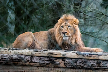 Naklejka premium King of Devon