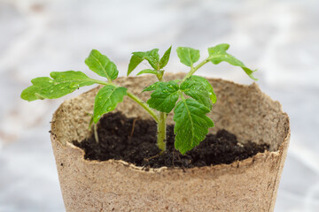 Close up a can with a green tomato seedling.