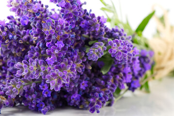 Aromatic Lavender flowers bundle on a white background. Isolated morning Lavender flowers close-up