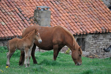Potro y yegua pastando