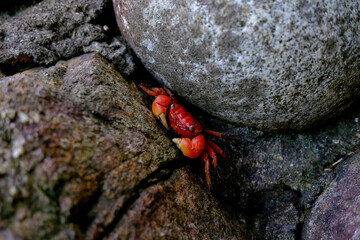 crab on the rock