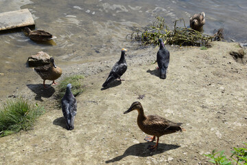 Pond. Ducks. Pigeons
