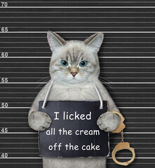 An ashen cat was arrested. He has a sign around its neck that says I licked all the cream off the...