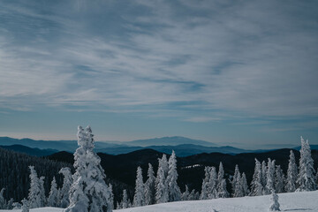 Winter sky landskype with frozen trees