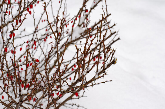 Garden ornamental shrubs under white snow. Studio Photo