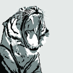 Tiger with open mouth showing fangs. Illustration in grayscale colors. Minimalistic monotone style isolated. Portrait of big cat head. Image of mighty new year mascot